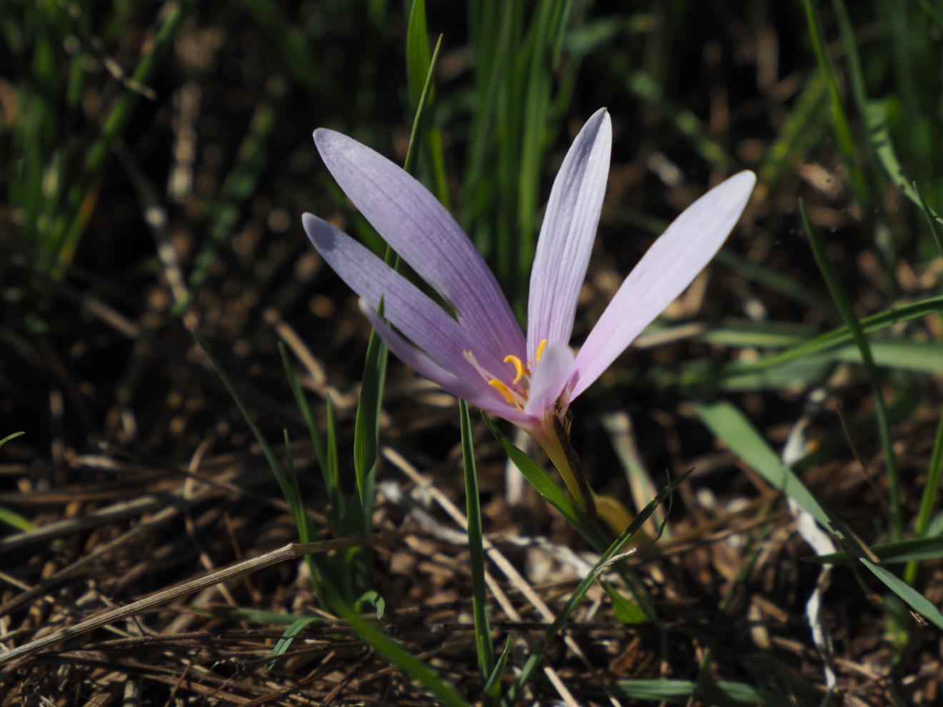 Saffron, Alpine